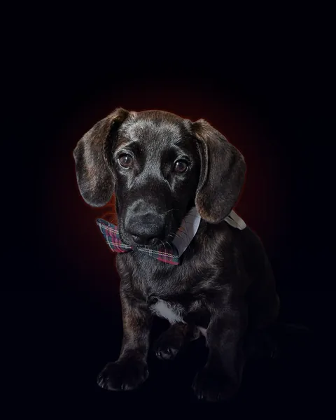Fred, a dark brindle puppy wearing a tartan bow tie